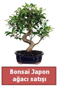 Japon a�ac� bonsai sat���  Ankara K�z�lay hediye sevgilime hediye �i�ek 