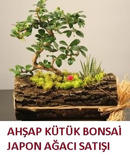 Ahşap kütük içerisinde bonsai ve 3 kaktüs  Kızılay anneler günü çiçek yolla 