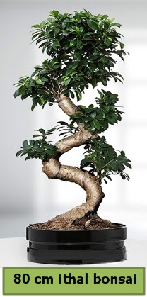 80 cm özel saksıda bonsai bitkisi  Ankara Kızılay online çiçek gönderme sipariş 