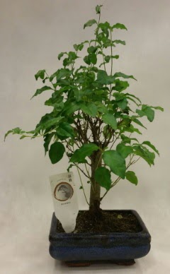 Minyatür bonsai japon ağacı satışı  Ankara Kızılay online çiçek gönderme sipariş 