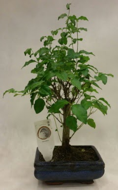 Minyat�r bonsai japon a�ac� sat���  Ankara K�z�lay online �i�ek g�nderme sipari� 