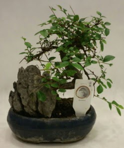 �thal 1.ci kalite bonsai japon a�ac�  K�z�lay cicek , cicekci 