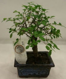 Minyat�r ithal japon a�ac� bonsai bitkisi  K�z�lay cicek , cicekci 