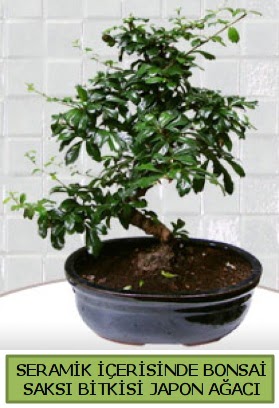 Seramik vazoda bonsai japon aac bitkisi  Ankara Kzlay hediye sevgilime hediye iek 