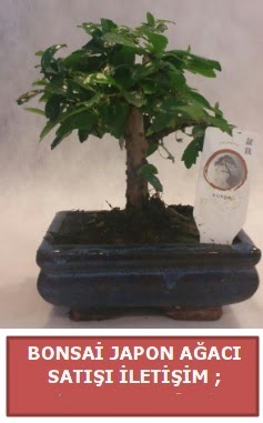 Japon a�ac� minya�r bonsai sat���  K�z�lay cicek , cicekci 