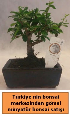 Japon aac bonsai sat ithal grsel  Ankara Kzlay internetten iek siparii 