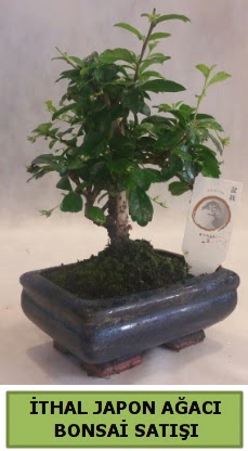 İthal japon ağacı bonsai bitkisi satışı  Ankara Kızılay online çiçek gönderme sipariş 