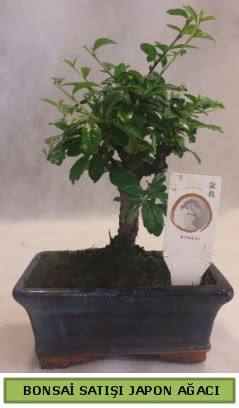 Minyatür bonsai ağacı satışı  Kızılay çiçek siparişi vermek 