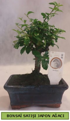 Minyat�r bonsai a�ac� sat���  K�z�lay �i�ek sipari�i vermek 
