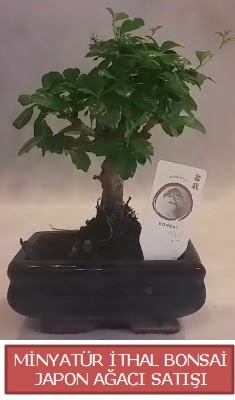 Kk grsel bonsai japon aac bitkisi  Ankara Kzlay cicekciler , cicek siparisi 