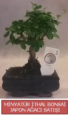 K���k g�rsel bonsai japon a�ac� bitkisi  Ankara K�z�lay cicekciler , cicek siparisi 
