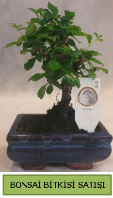 Bonsai ithal görsel minyatür japon ağacı  Kızılay uluslararası çiçek gönderme 