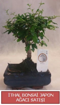 thal kk boy minyatr bonsai aa bitkisi  Ankara Kzlay online iek gnderme sipari 