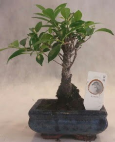 Bonsai ağacı japon ağaç bitkisi  Ankara Kızılay internetten çiçek siparişi 