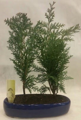 SINIRLI SAYIDA Selvi A�ac� bonsai ikili  Ankara K�z�lay online �i�ek g�nderme sipari� 