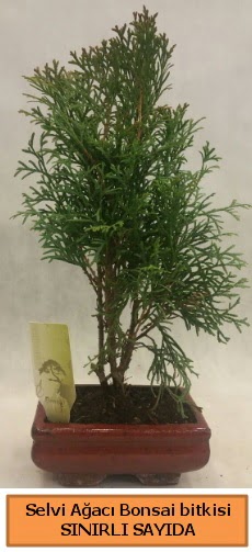 Selvi ağacı bonsai japon ağacı bitkisi  Kızılay cicek , cicekci 