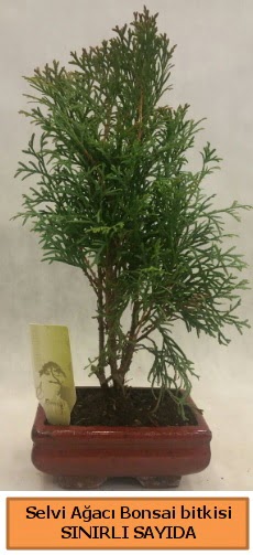 Selvi a�ac� bonsai japon a�ac� bitkisi  K�z�lay cicek , cicekci 