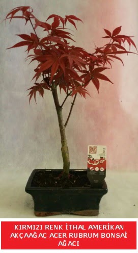 �THAL ACER RUBRUM BONSA� A�ACI  K�z�lay �i�ek�iler 