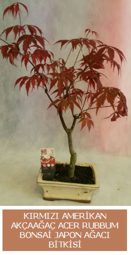 Amerikan akçaağaç Acer Rubrum bonsai  Ankara Kızılay çiçek yolla , çiçek gönder , çiçekçi  