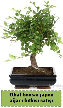 thal bonsai saks iei Japon aac sat  Ankara Kzlay internetten iek sat 