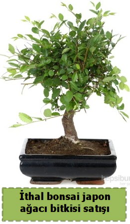 �thal bonsai saks� �i�e�i Japon a�ac� sat���  Ankara K�z�lay internetten �i�ek sat��� 