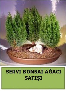 BONSA� 3 L� SERV� BONSA� A�ACI  Ankara K�z�lay online �i�ek g�nderme sipari� 