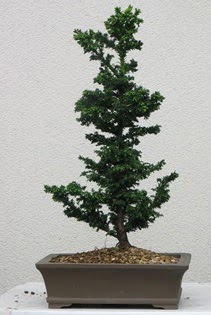 am aac bonsai bitkisi sat  Ankara Kzlay online iek gnderme sipari 