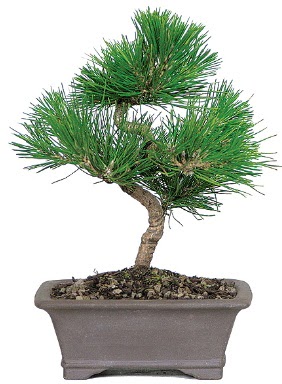 �am a�ac� bonsai japon a�ac� bitkisi  K�z�lay �i�ek sipari�i vermek 