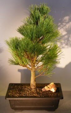 am aac japon aac bitkisi bonsai  Ankara Kzlay online iek gnderme sipari 