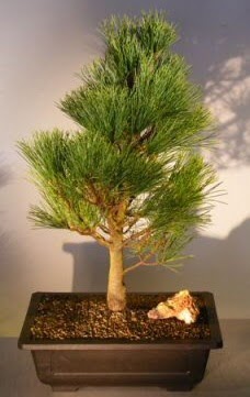 �am a�ac� japon a�ac� bitkisi bonsai  Ankara K�z�lay online �i�ek g�nderme sipari� 