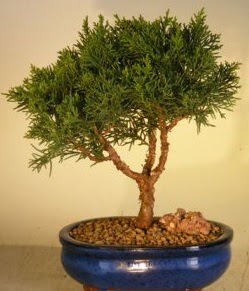 Servi am bonsai japon aac bitkisi  Ankara Kzlay internetten iek siparii 