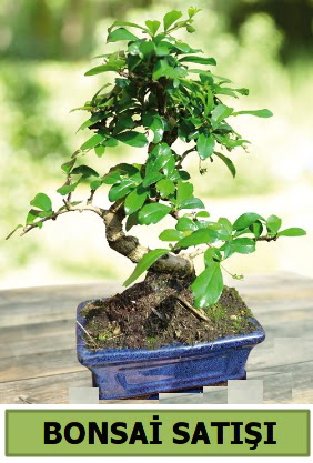 am bonsai japon aac sat  Kzlay cicek , cicekci 