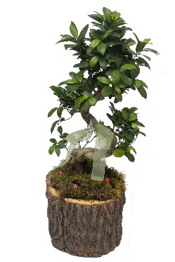 Doğal kütükte bonsai saksı bitkisi  Ankara Kızılay internetten çiçek satışı 