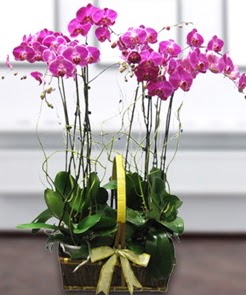 7 dallı mor lila orkide  Kızılay çiçekçiler 