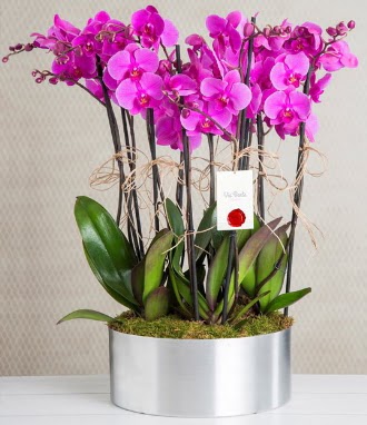 11 dallı mor orkide metal vazoda  Kızılay çiçekçiler 