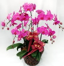Sepet içerisinde 5 dallı lila orkide  Kızılay uluslararası çiçek gönderme 