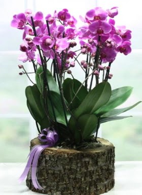 Kütük içerisinde 6 dallı mor orkide  Kızılay uluslararası çiçek gönderme 
