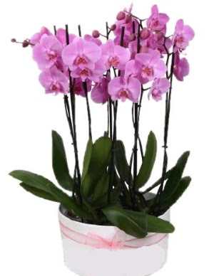 Beyaz seramik içerisinde 7 dallı mor orkide  Ankara Kızılay online çiçek gönderme sipariş 