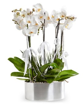 Beş dallı metal saksıda beyaz orkide  Ankara Kızılay internetten çiçek siparişi 