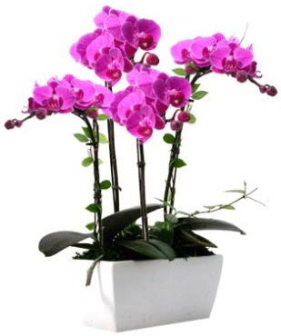 Seramik vazo içerisinde 4 dallı mor orkide  Kızılay cicek , cicekci 