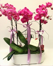 Beyaz seramik içerisinde 4 dallı orkide  Kızılay uluslararası çiçek gönderme 