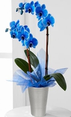 Seramik vazo içerisinde 2 dallı mavi orkide  Ankara Kızılay cicekciler , cicek siparisi 