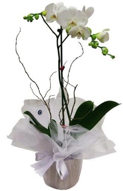 Tek dallı beyaz orkide  Ankara Kızılay yurtiçi ve yurtdışı çiçek siparişi  