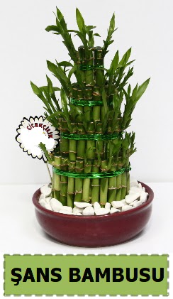ans piramit bambu saks bitkisi  Kzlay cicek , cicekci 