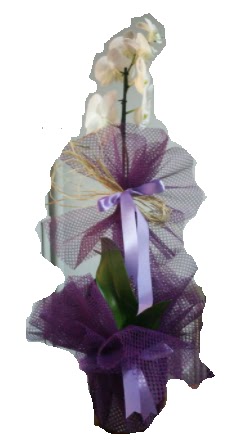 Tek dallı beyaz orkide süper kalite ithal  Ankara Kızılay hediye sevgilime hediye çiçek 