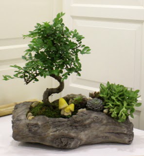 A�a� k�t�k i�erisinde bonsai ve sukulent  K�z�lay �i�ek�iler 