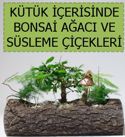 K�t�k i�erisinde bonsai japon a�a� bitkisi  K�z�lay cicek , cicekci 