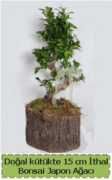 Doğal kütükte İthal bonsai japon ağacı  Kızılay çiçek siparişi vermek 
