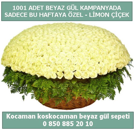 1001 adet beyaz gül sepeti özel kampanyada  Kızılay çiçekçiler 