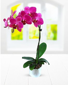 Tek dallı mor orkide  Kızılay cicek , cicekci 